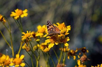 Painted Lady Butterflyfeeding on brittle bush blooms.